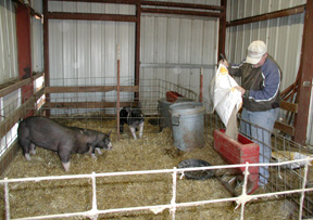 Swine Facilities at the University Farm