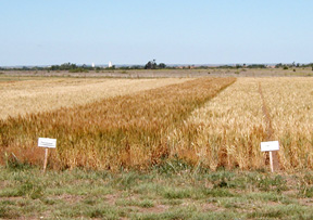 Wheat Plot at University Farm