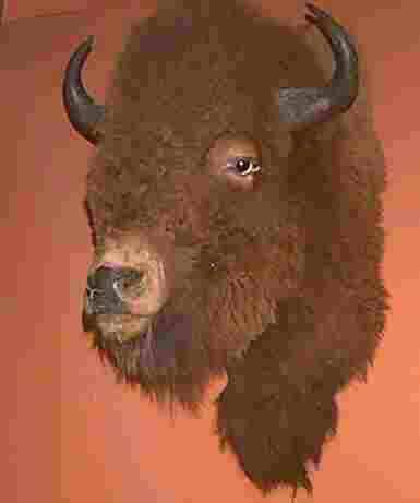 Bison in the Museum of Natural History
