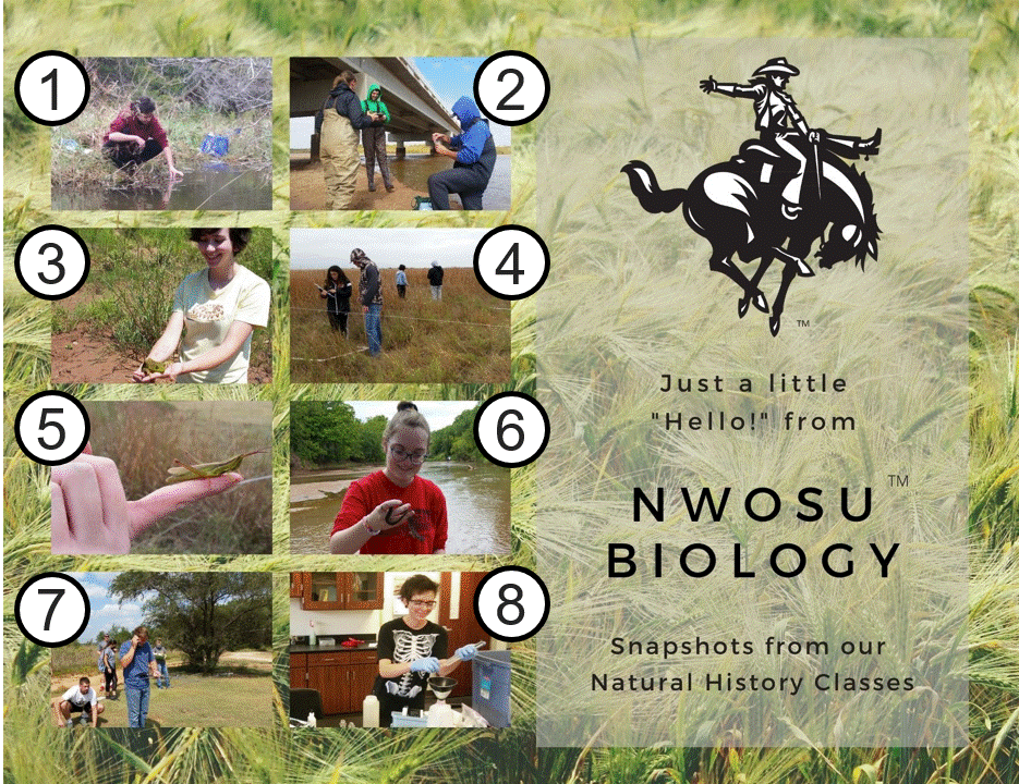 NWOSU Biology Natural History Postcard