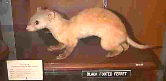 Blackfooted Ferret (nearly extinct)