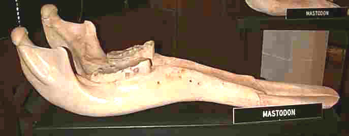 Shovel-Toothed Mastodon