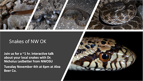 Various snakes on a flyer giving info about talk on Nov. 4 at 6 p.m. at the Alva Beer Company.