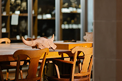 A weathered bison skull with intact horns rests on a wooden table alongside a wooden display box, with additional specimens visible in glass cases in the background.