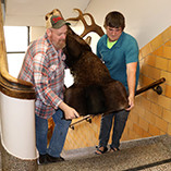 moose head for museum