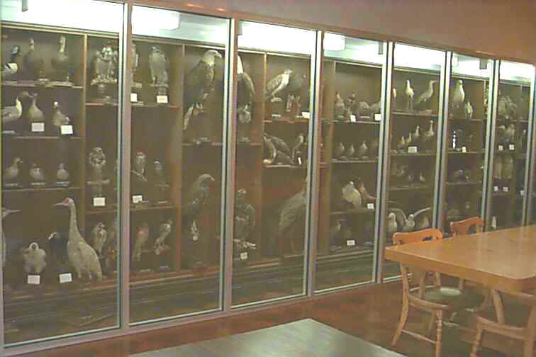 birdcollection