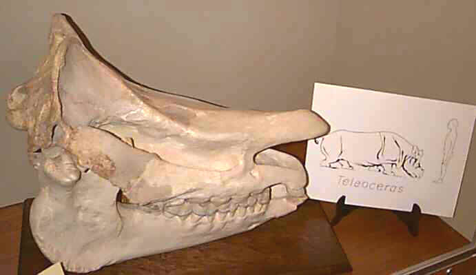 extinct teleoceras