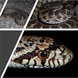 Ledbetter to Present Local Talk About Snakes Nov. 4