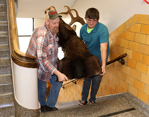 This moose head is the largest item donated to the Northwestern Museum of Natural History from the Gypsum Hills Nature Museum. Museum directors Thomas Cornell (left) and Dr. Nicholus Ledbetter successfully maneuvered the sidewalks and stairs to get the piece into the museum.