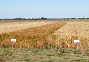 NWOSU Farm Wheat Plot