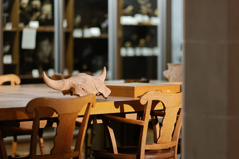 A weathered bison skull with intact horns rests on a wooden table alongside a wooden display box, with additional specimens visible in glass cases in the background.